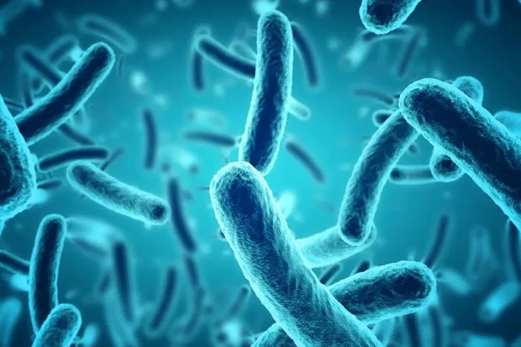 Você sabia que as bactérias se comunicam?